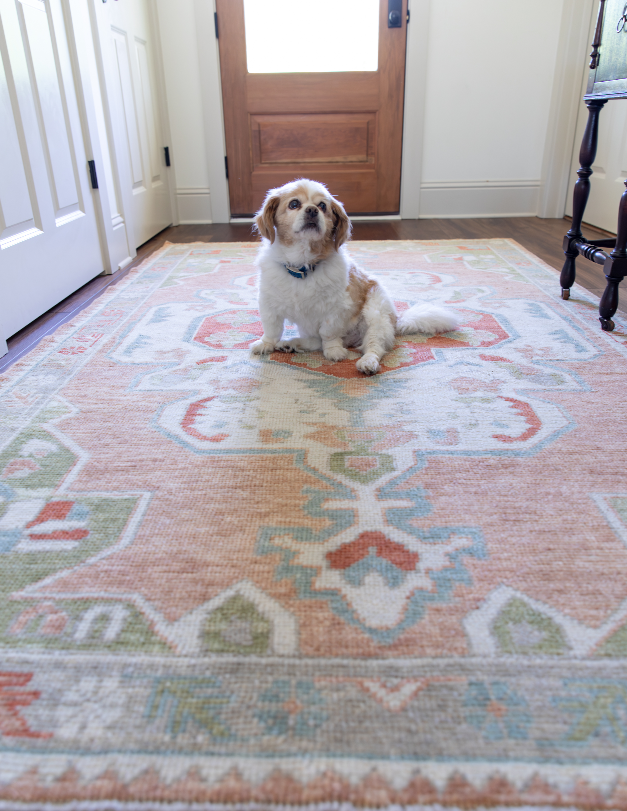 Dog sitting on top of durable hand-knotted Turkish modern Oushak rug colors are orange, blue, green, and taupe.