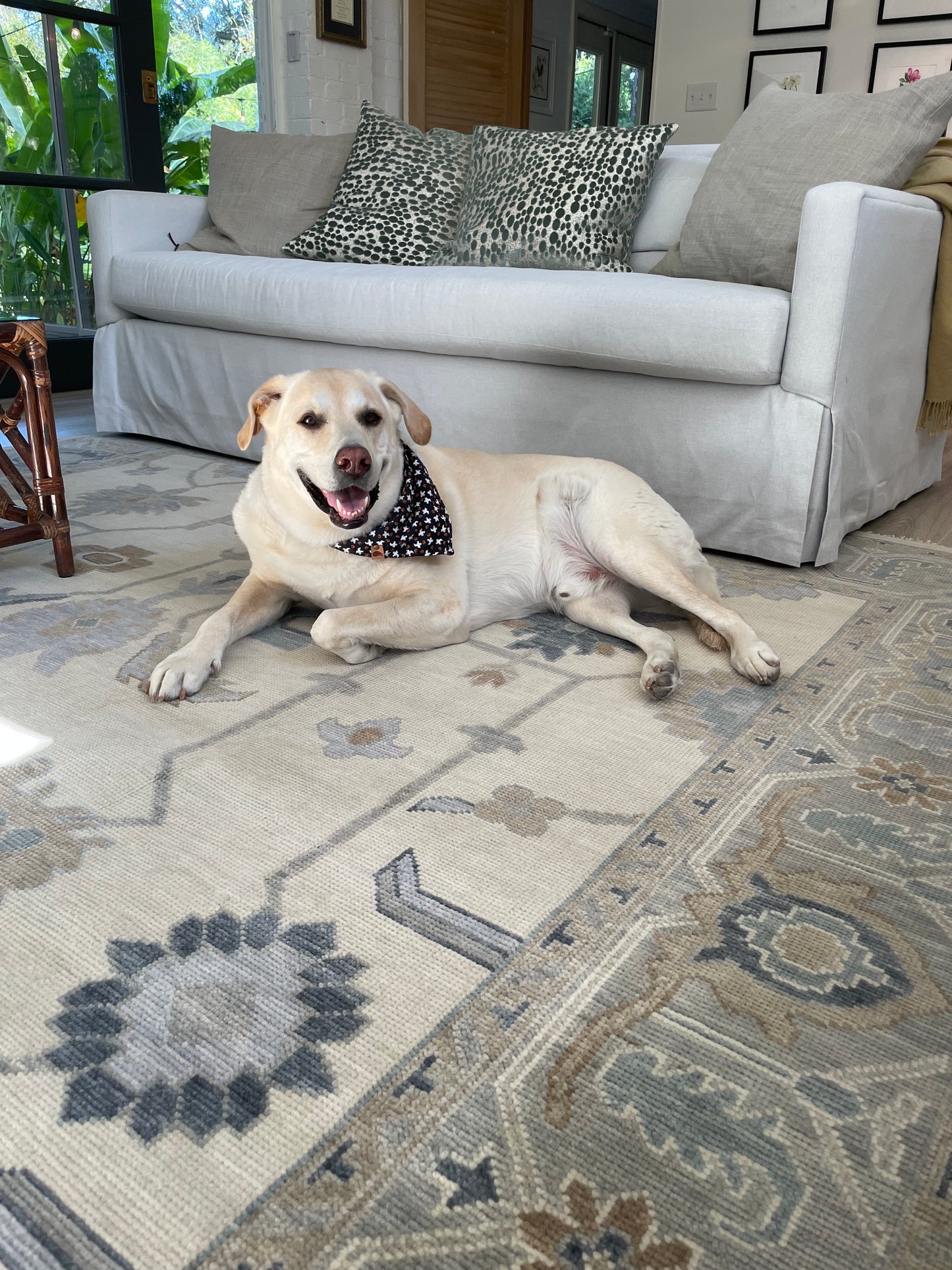 Emory modern oushak rug with dog sitting