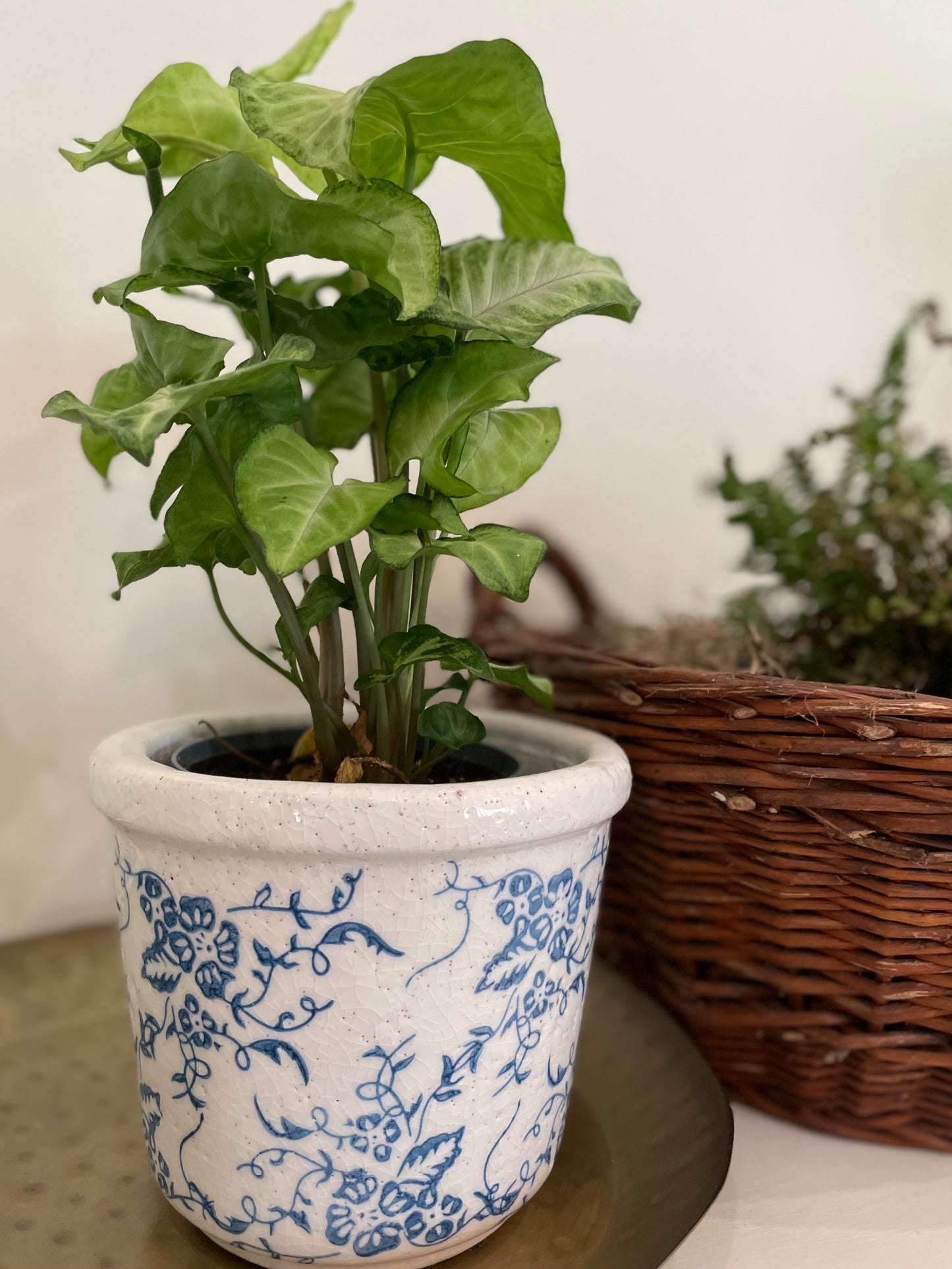 Blue and White Planter